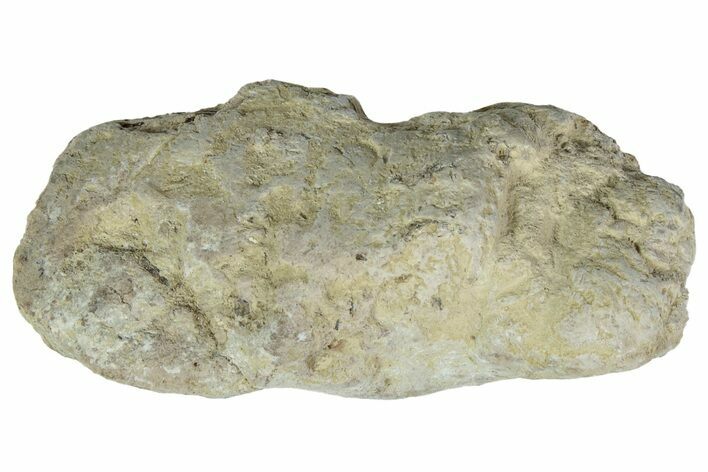 Cretaceous Fish Coprolite (Fossil Poop) - Kansas #216444